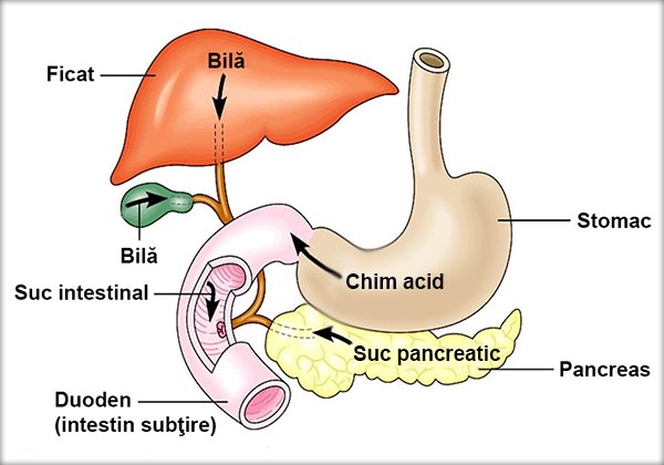 Digestia intestinală - Sucurile digestive: bila, sucul pancreatic, sucul intestinal