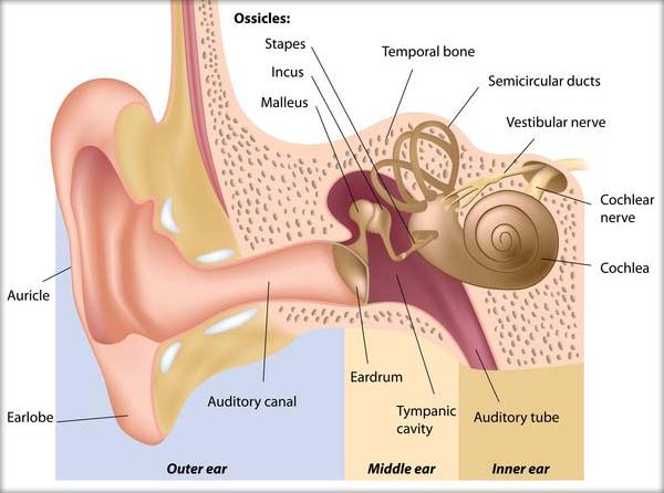 Urechea (Receptorul auzului, Urechea externă, medie, internă)