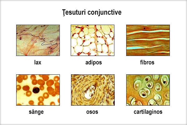 funcția cartilajului țesutului conjunctiv