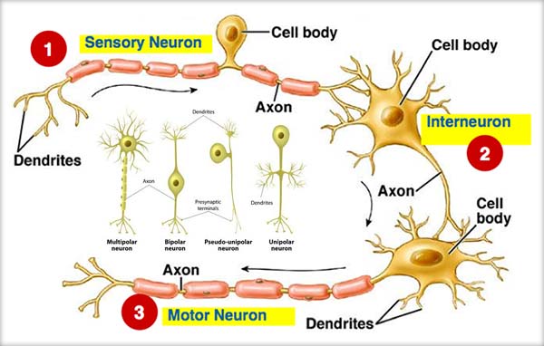 Conductibilitatea neuronilor