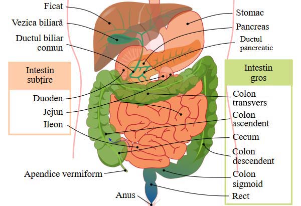 Segmentele tubului digestiv (Cavitatea bucală, Faringele, Esofagul, Stomacul, Intestinul subţire, Intestinul gros)