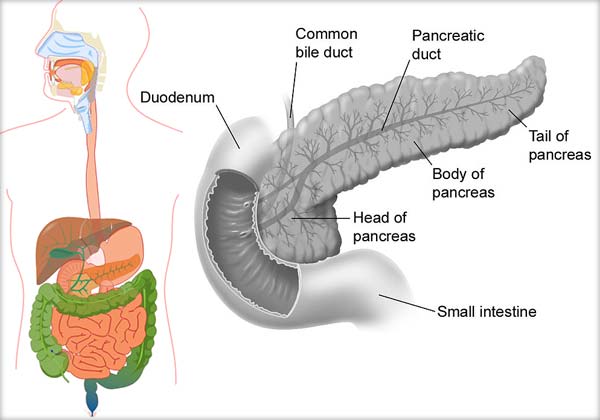 Pancreasul, Insulina, Hipoglicemia, Hiperglicemia, Diabetul tip I/II, Glucagonul, Reglarea secreţiei de hormoni pancreatici