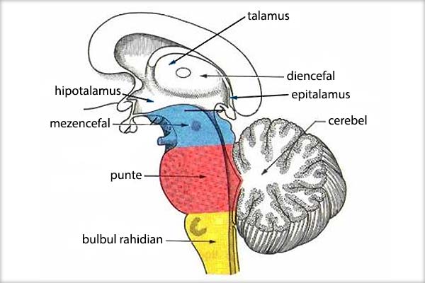 Diencefalul (talamusul, metatalamusul, epitalamusul, subtalamusul, hipotalamusul), Funcţiile hipotalamusului