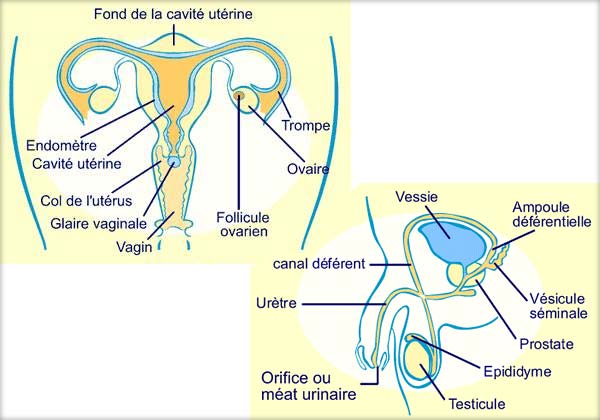 Gonadele (Ovarul endocrin, Testiculul)