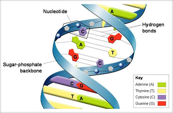 Structura primară şi secundară a ADN, Structura bicatenară a ADN