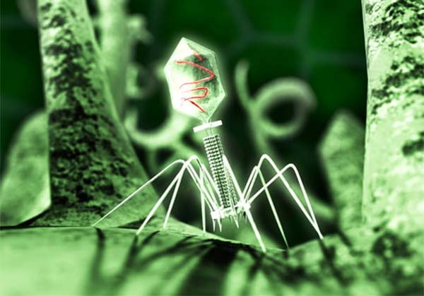Virus-bacteriofag-T4